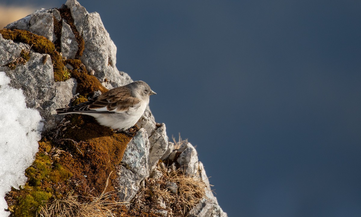 White-winged Snowfinch - Drew Weber