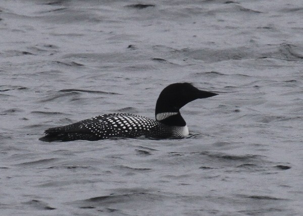 Common Loon - ML168033151