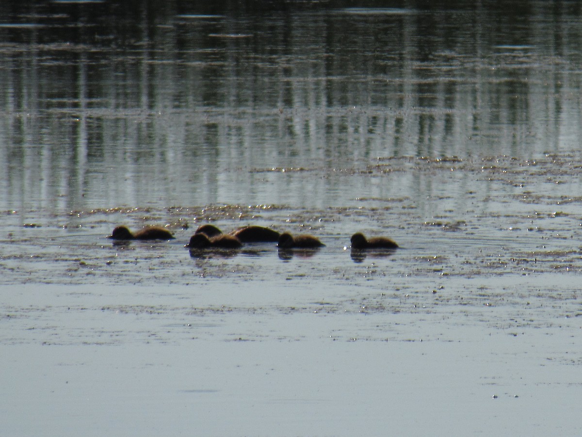 Pied-billed Grebe - ML168036261