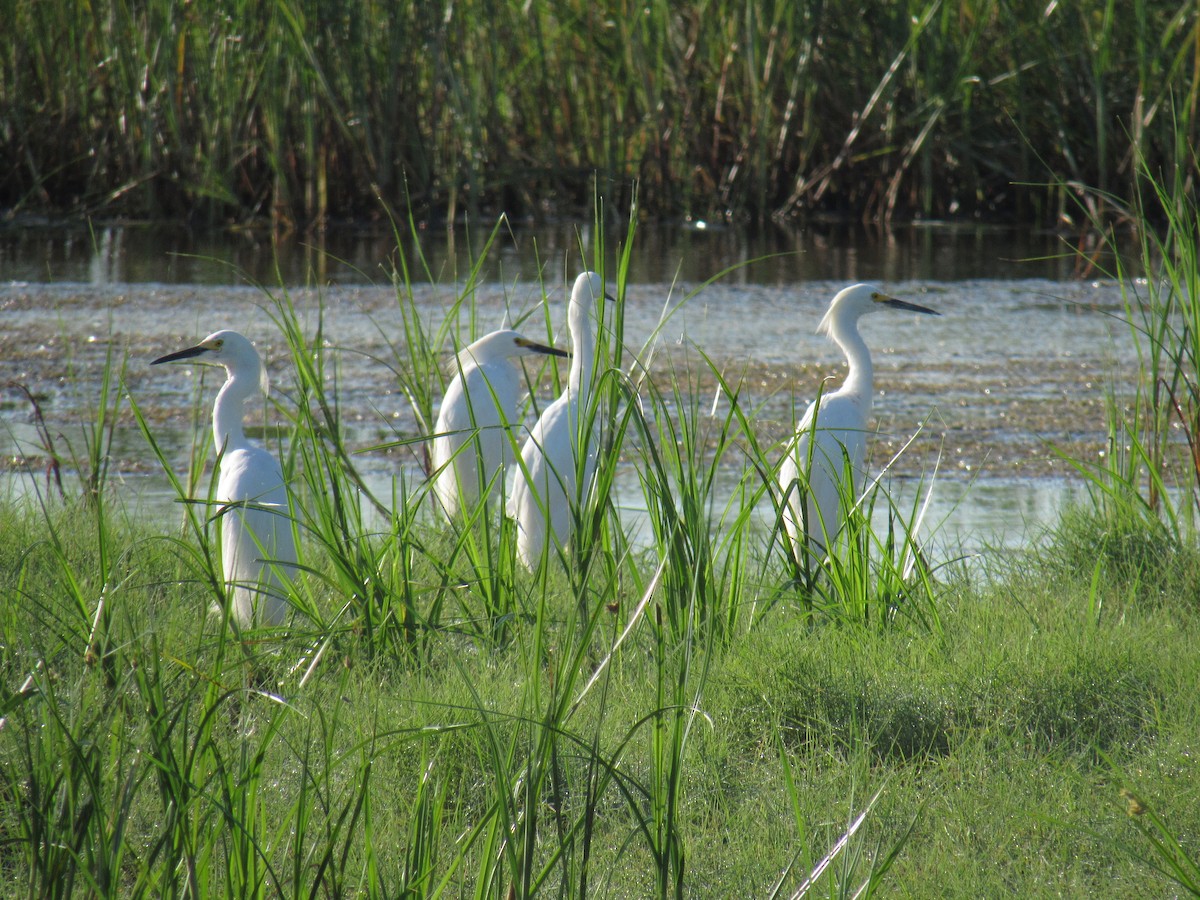 Snowy Egret - ML168036331