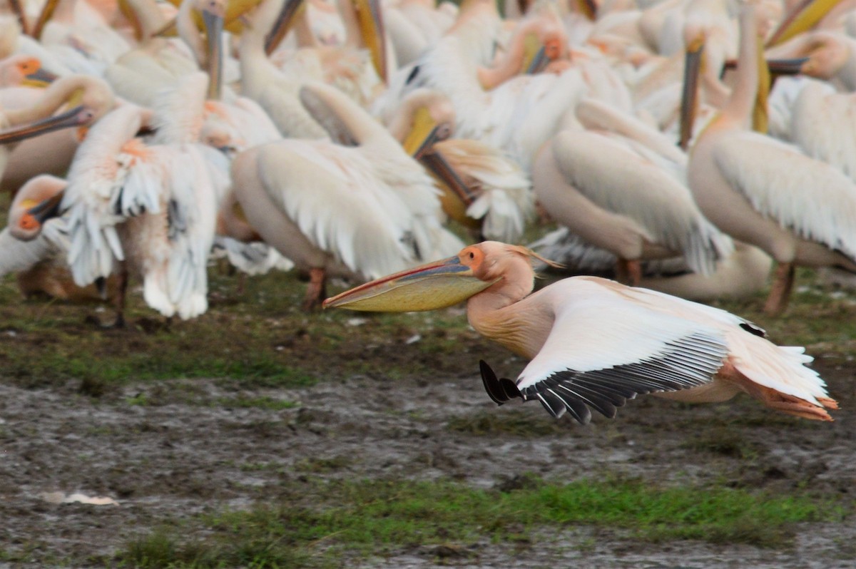 Great White Pelican - Karthik Thrikkadeeri