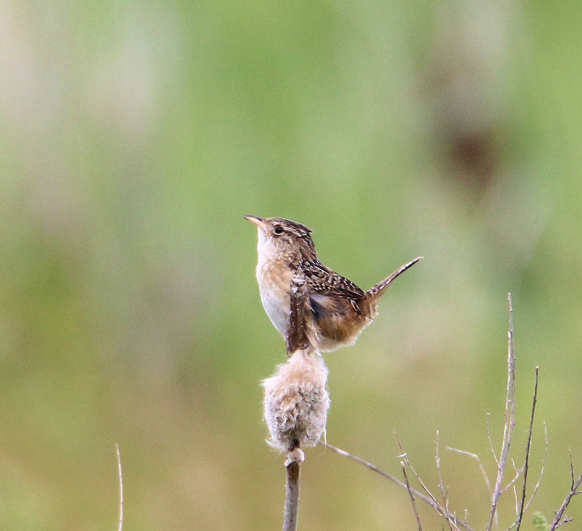 Sedge Wren - ML168037421