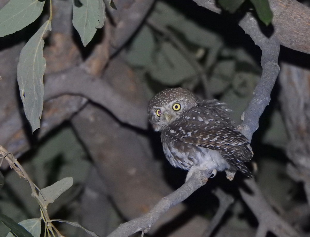 Pearl-spotted Owlet - ML168037831