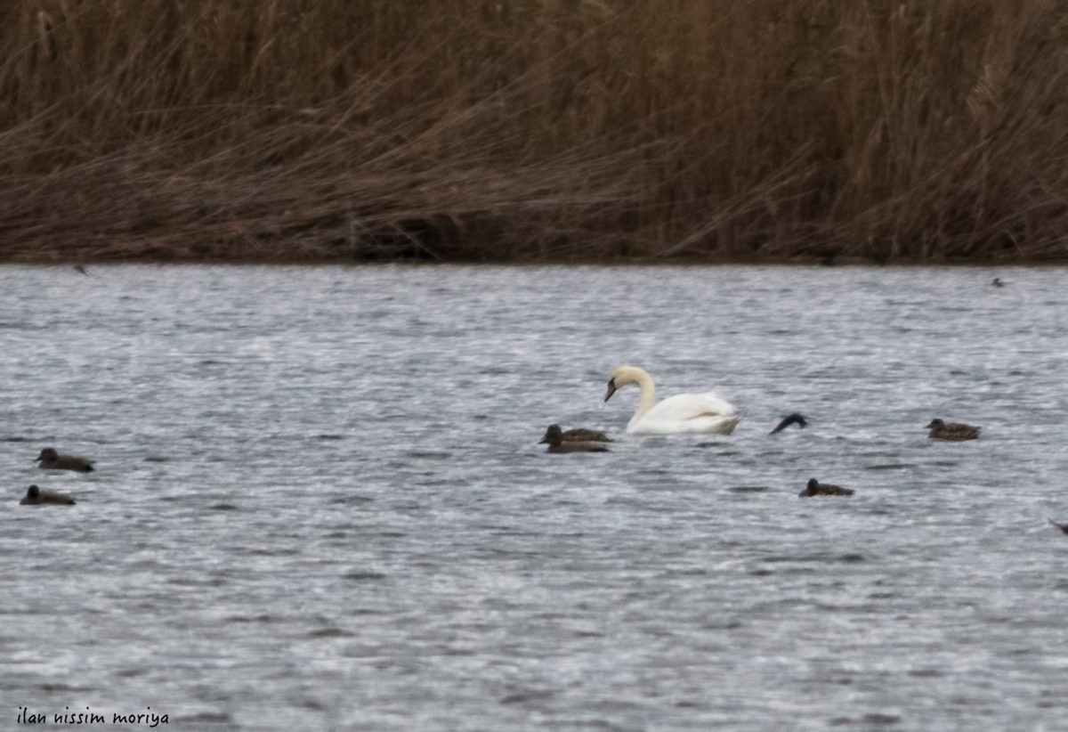 Mute Swan - Ilan Moriya