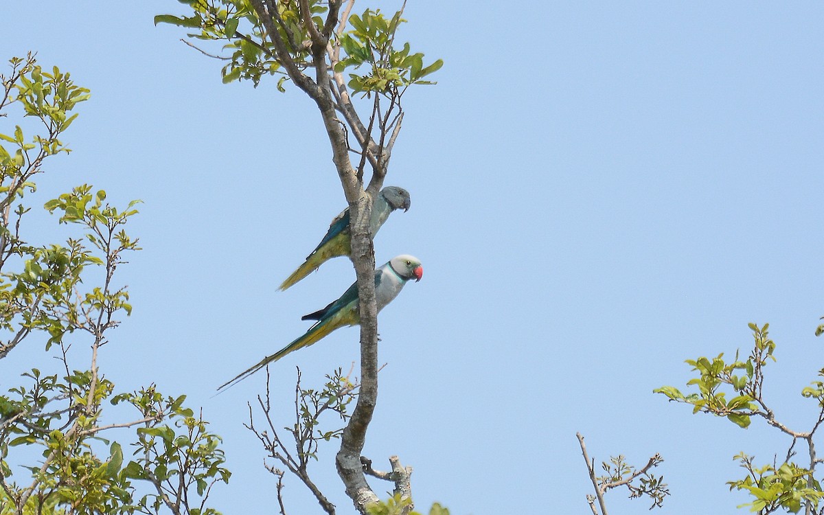 Malabar Yeşil Papağanı - ML168038461