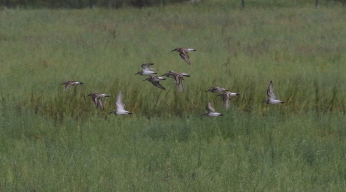 Western Sandpiper - ML168041421