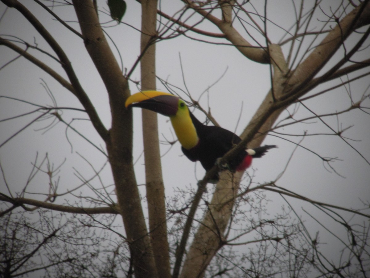 Yellow-throated Toucan (Chestnut-mandibled) - ML168041731
