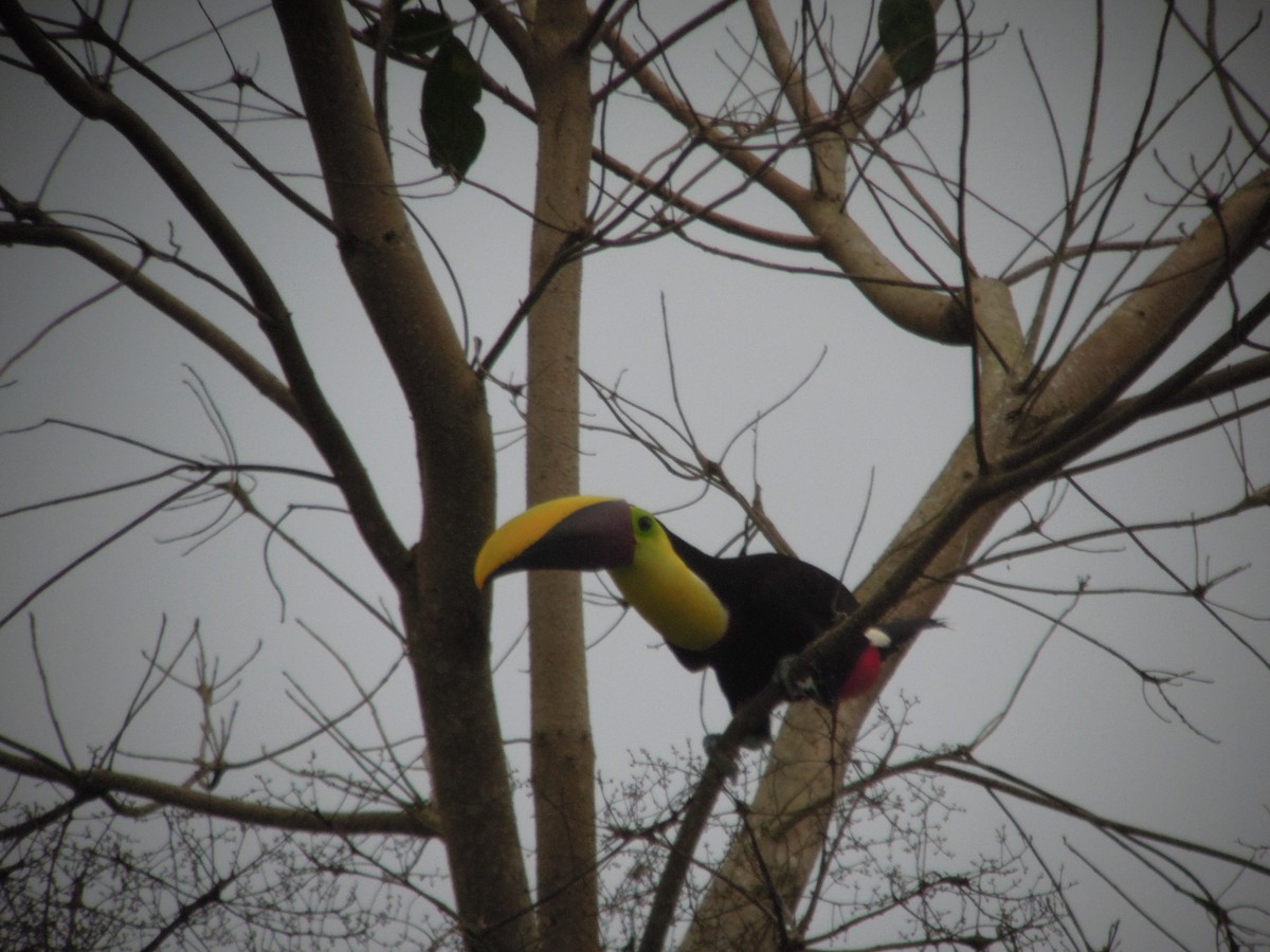 Yellow-throated Toucan (Chestnut-mandibled) - ML168041741