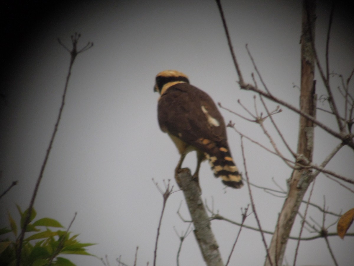 Laughing Falcon - ML168041771