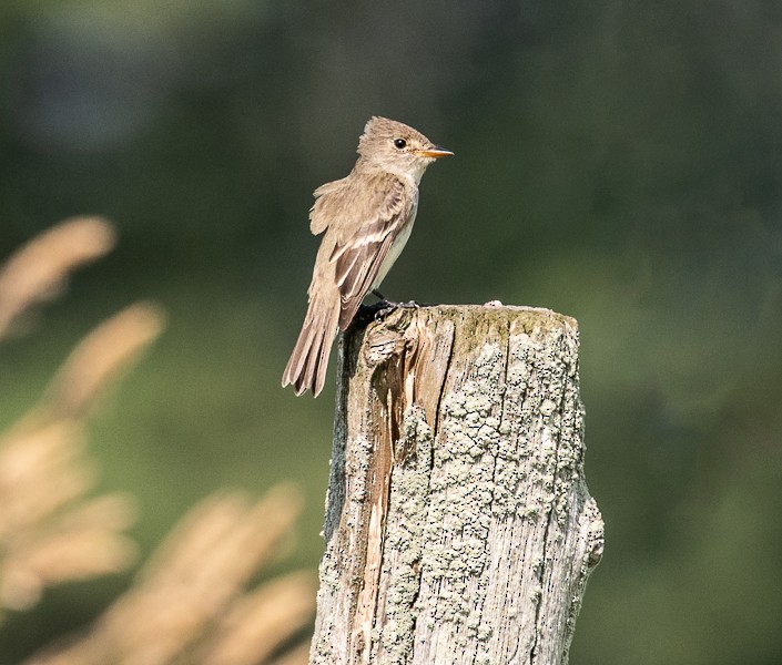 Willow Flycatcher - ML168041851