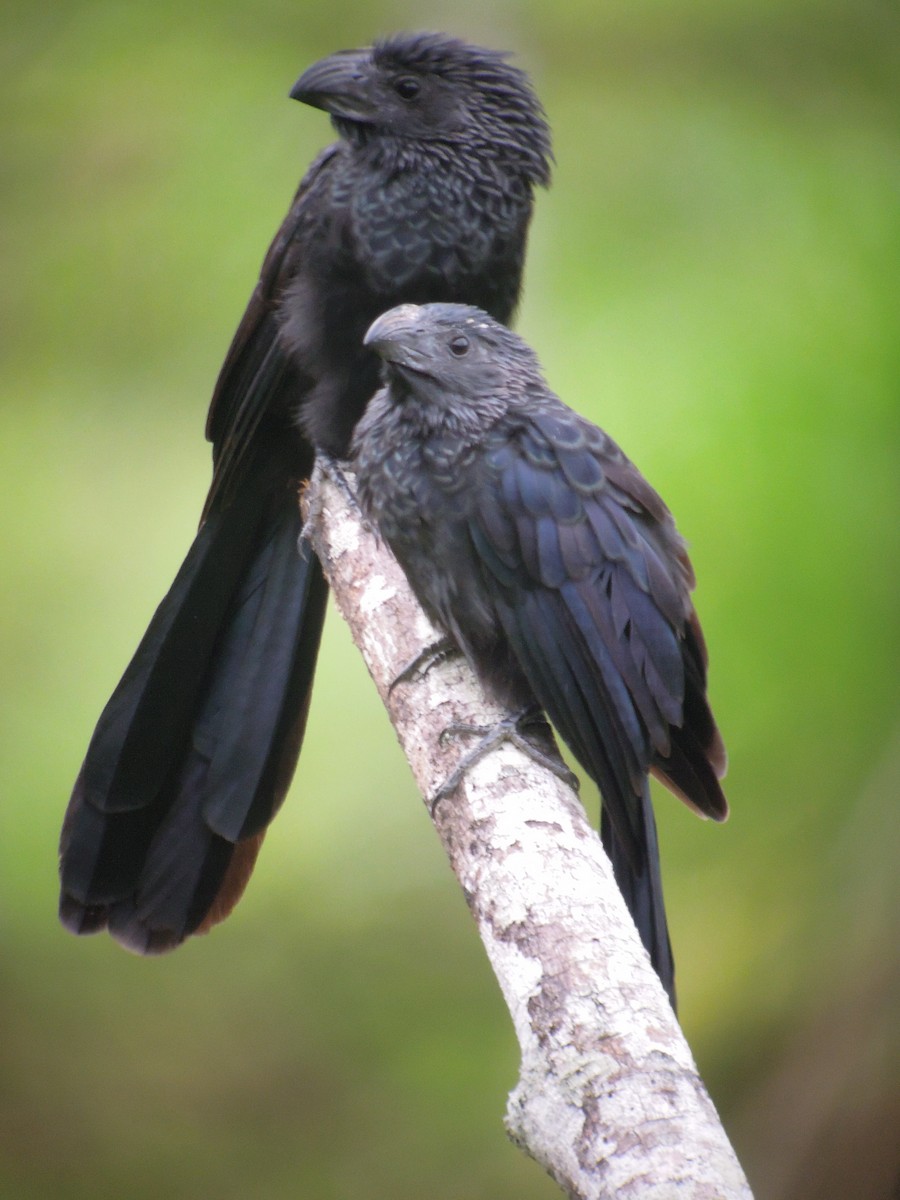 Groove-billed Ani - ML168041881