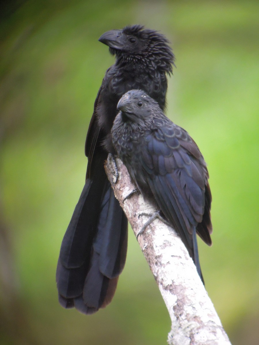 Groove-billed Ani - ML168041891