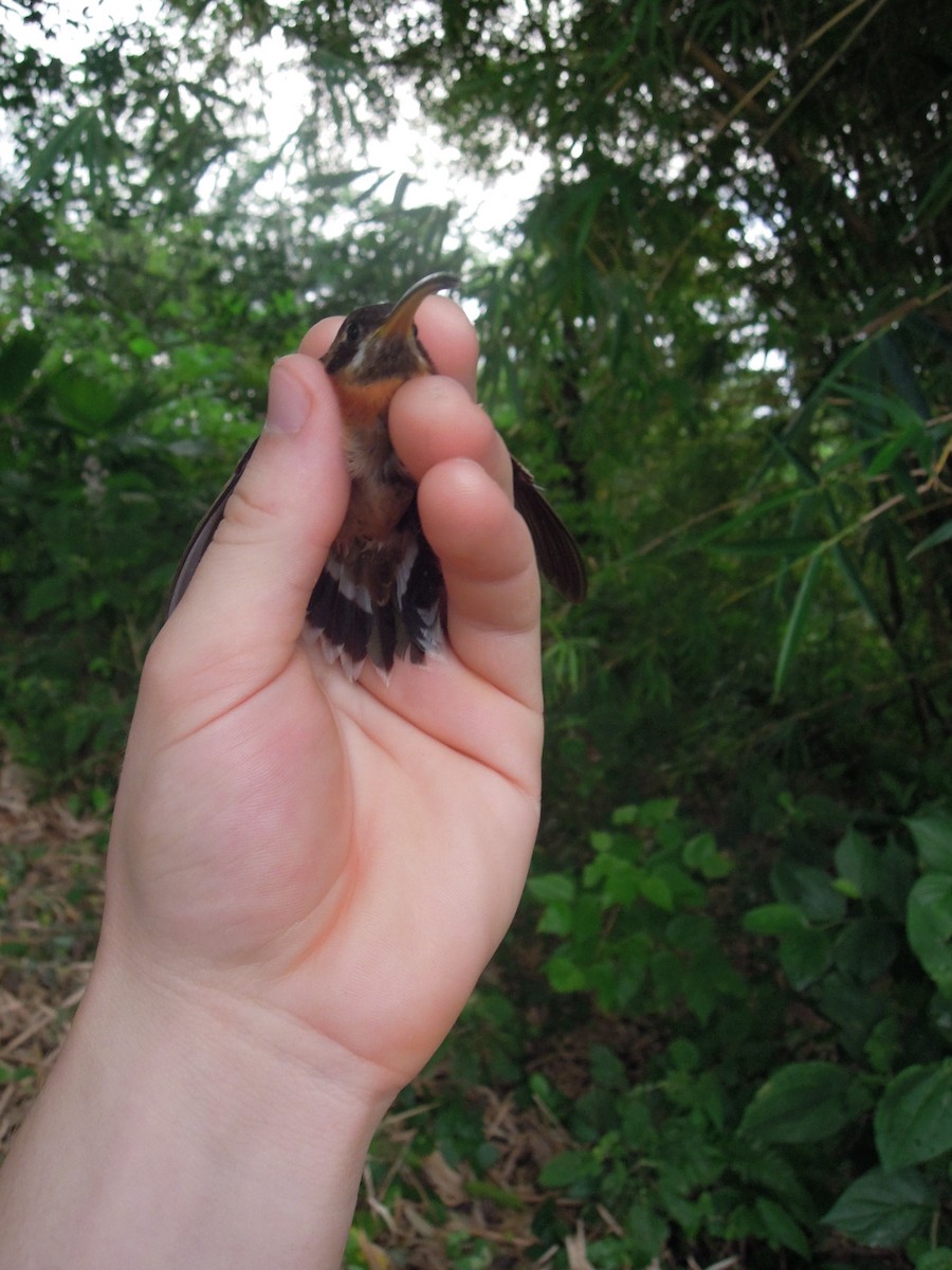 Band-tailed Barbthroat - ML168042061