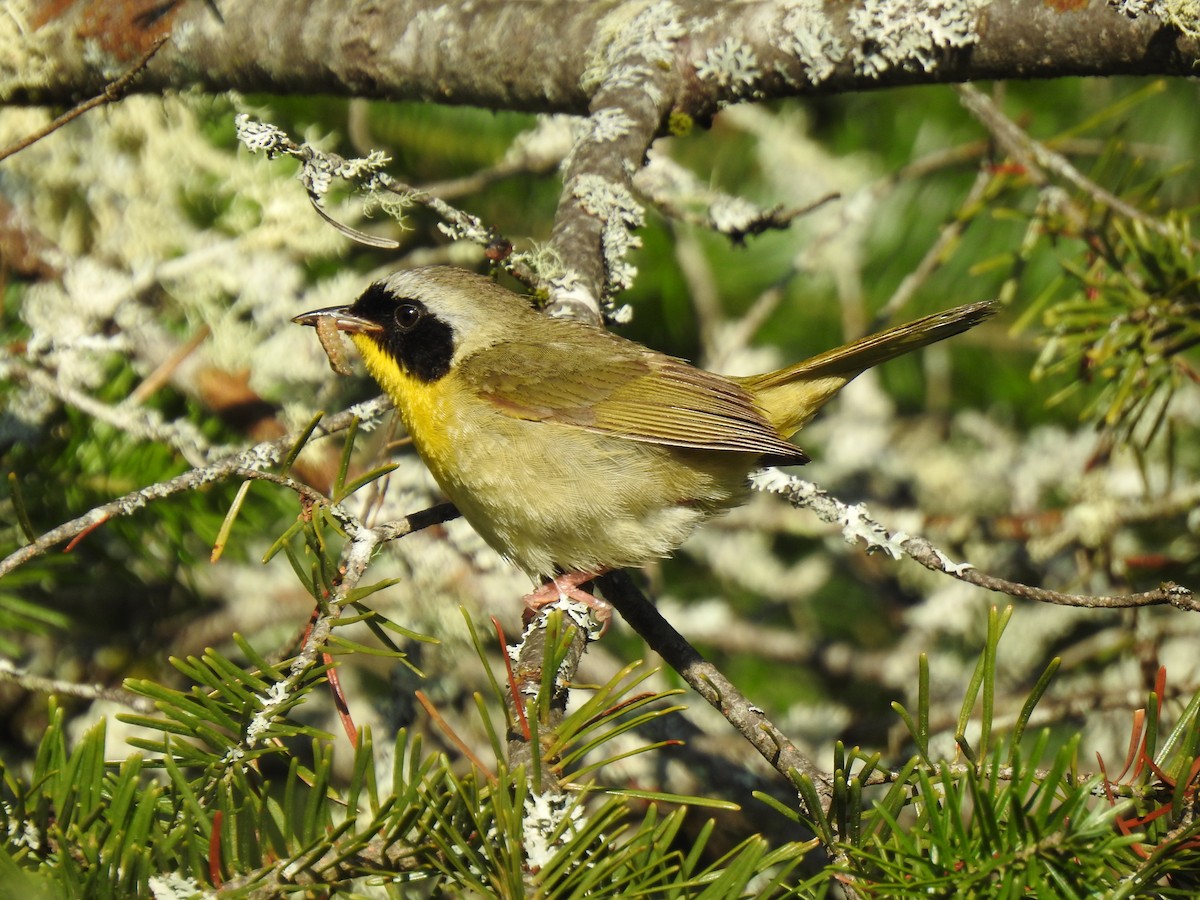 Common Yellowthroat - ML168042101