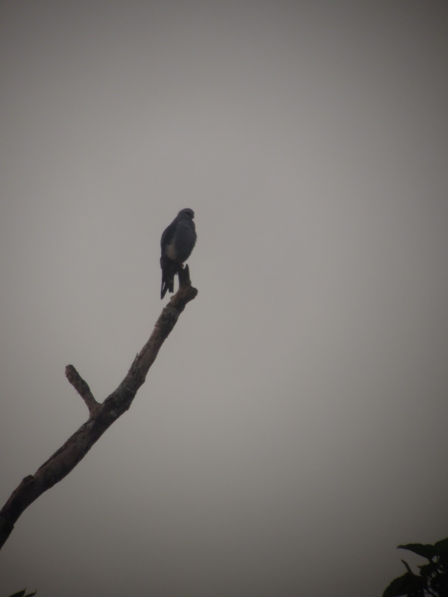 Plumbeous Kite - ML168042141