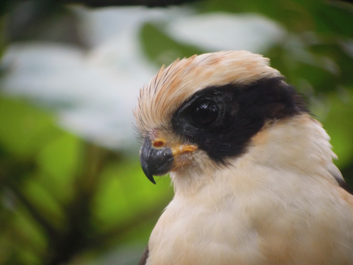 Laughing Falcon - ML168042221
