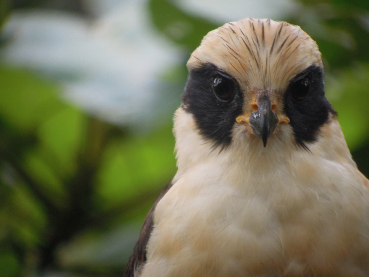 Laughing Falcon - ML168042231