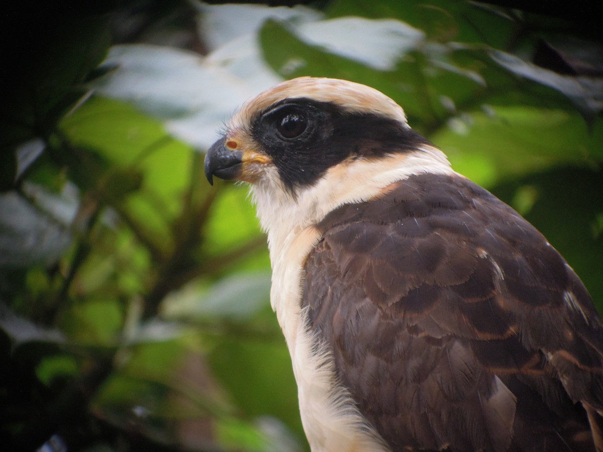 Laughing Falcon - ML168042251
