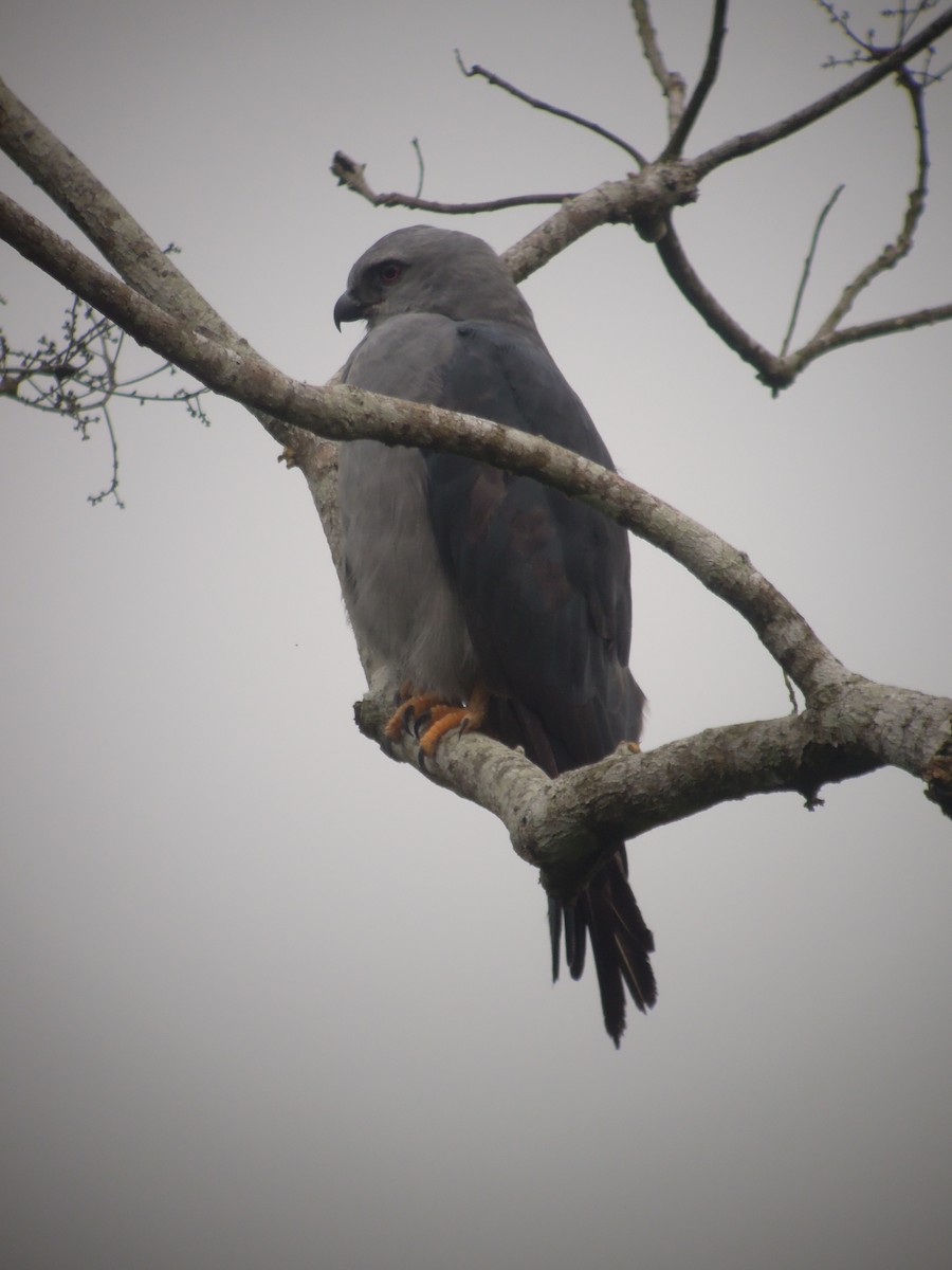 Plumbeous Kite - ML168042411
