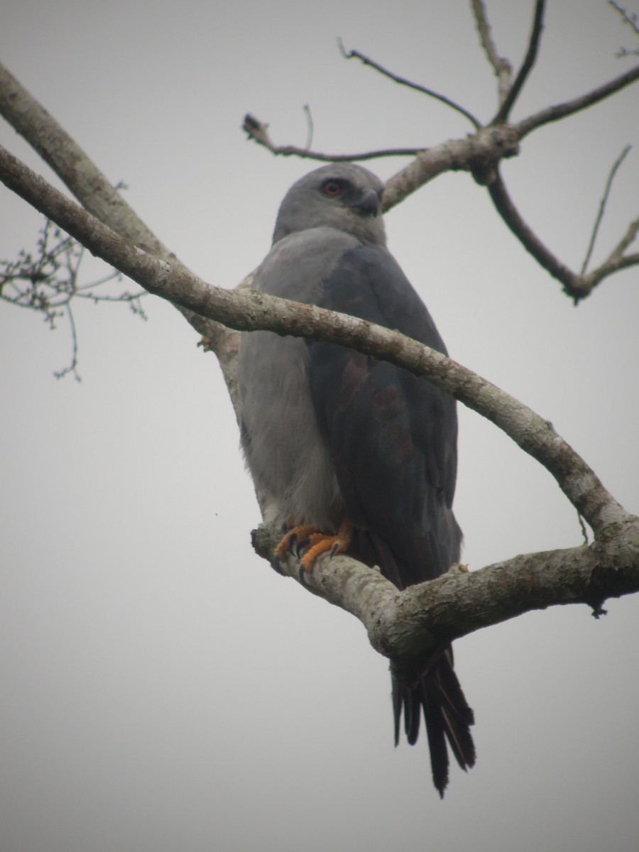 Plumbeous Kite - ML168042421