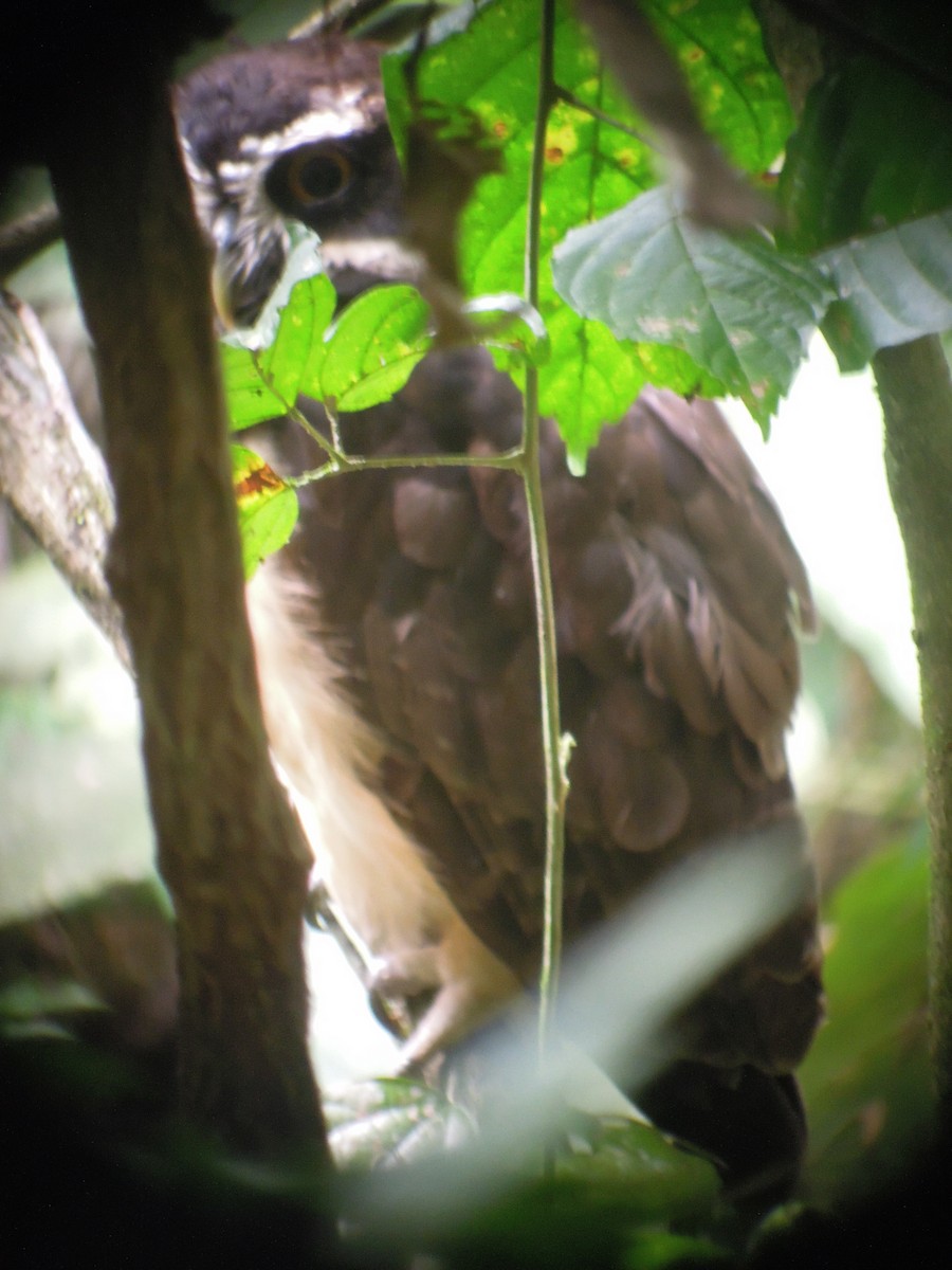 Spectacled Owl - ML168042571