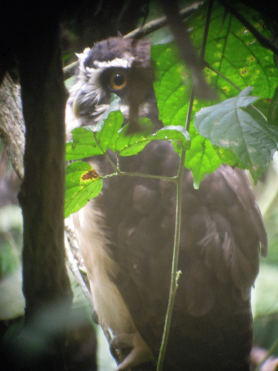 Spectacled Owl - ML168042601