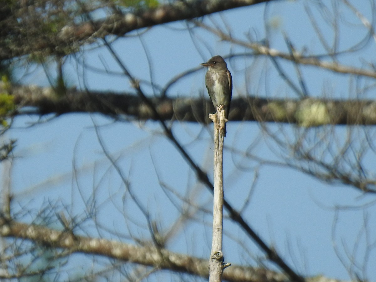 Olivflanken-Schnäppertyrann - ML168042891