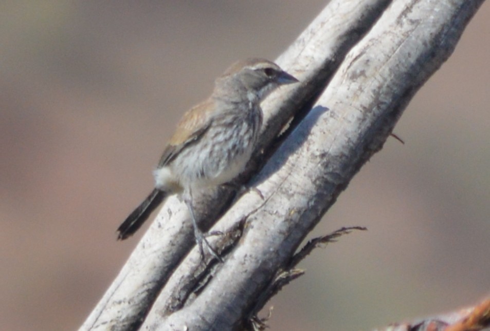 Black-throated Sparrow - ML168043801