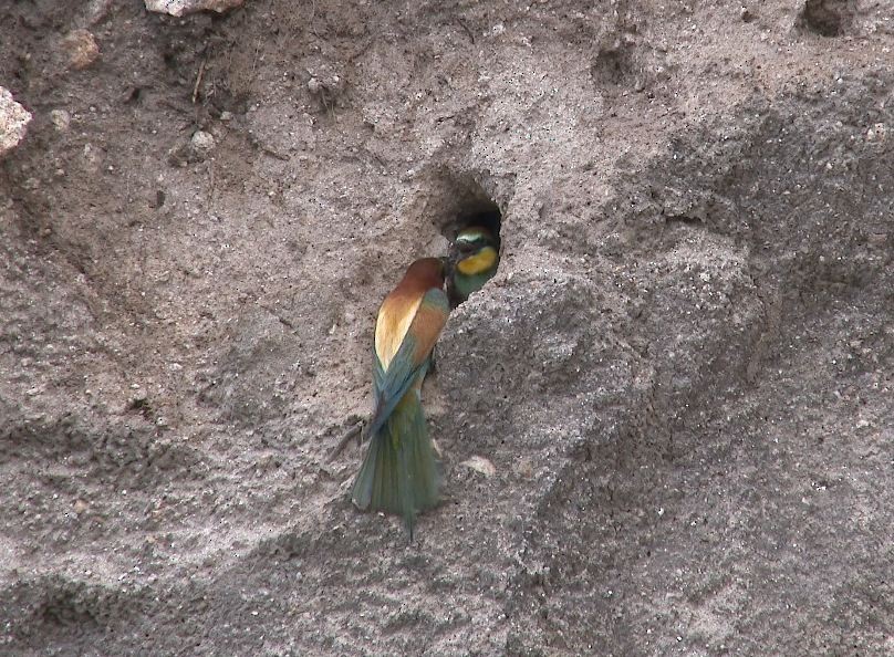 European Bee-eater - ML168045161