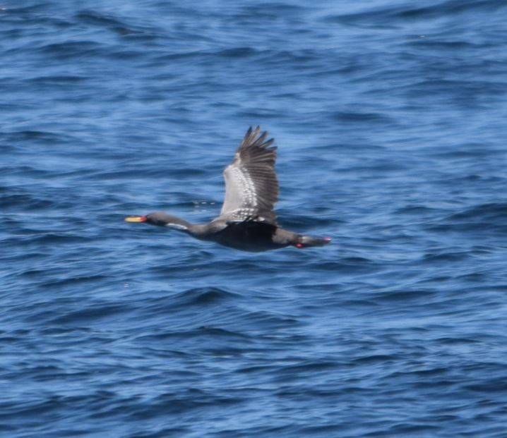 Red-legged Cormorant - ML168046581