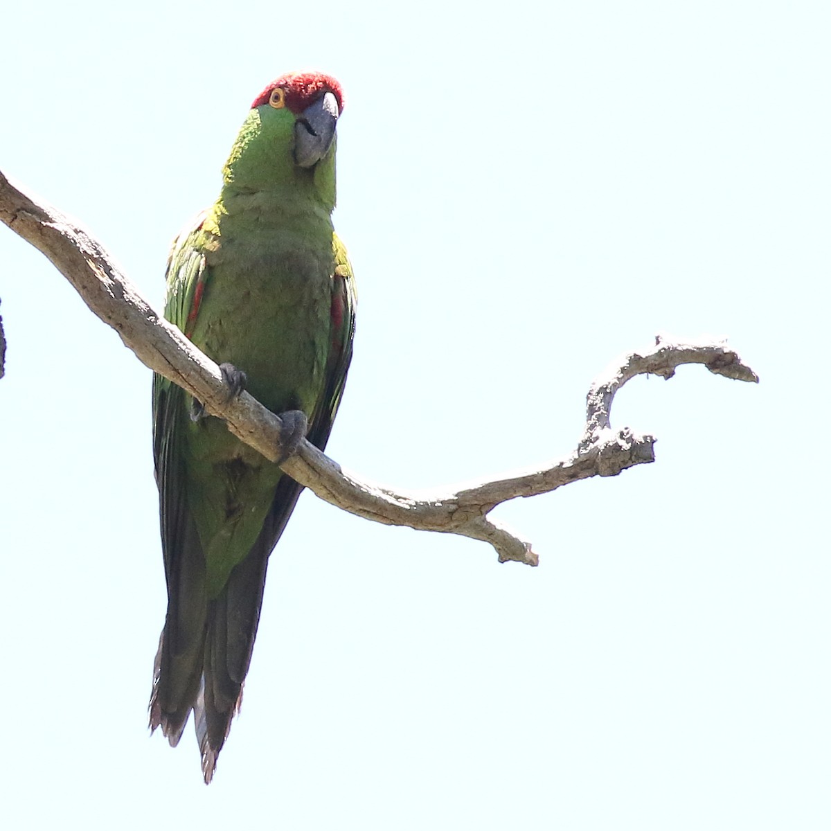 Thick-billed Parrot - ML168047191