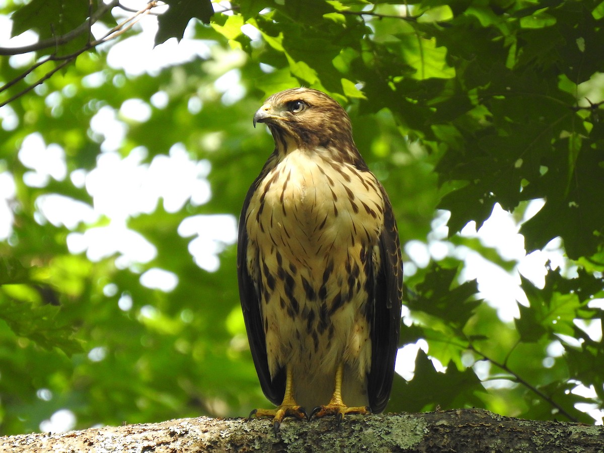 Red-shouldered x Red-tailed Hawk (hybrid) - ML168048401