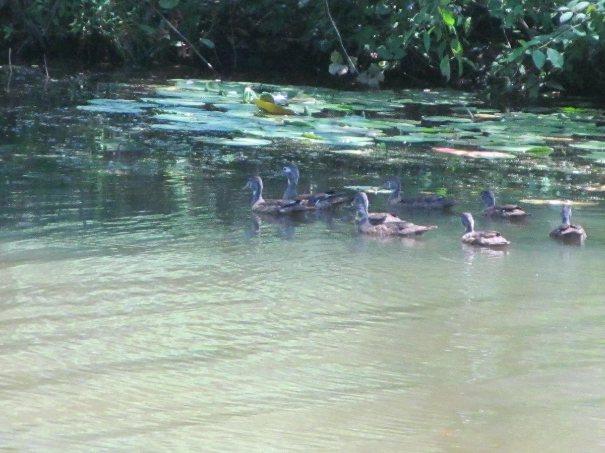 Wood Duck - ML168048451