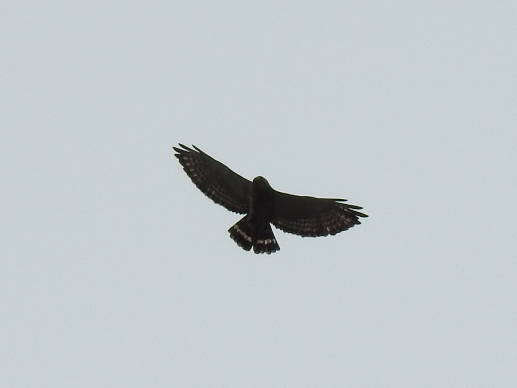 Broad-winged Hawk - Denise Albert