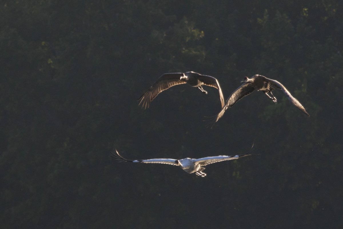 Whooping Crane - ML168050711