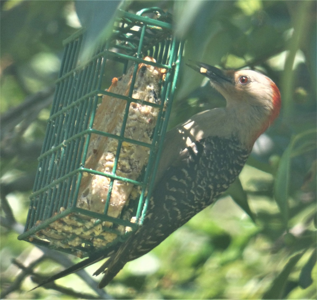Red-bellied Woodpecker - ML168051391