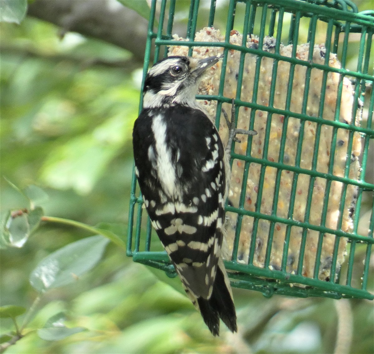 Downy Woodpecker - ML168051421