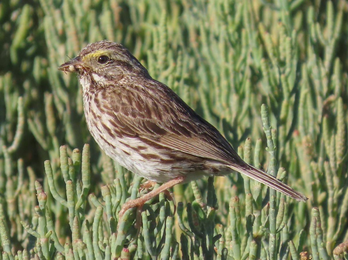 Savannah Sparrow - ML168052111