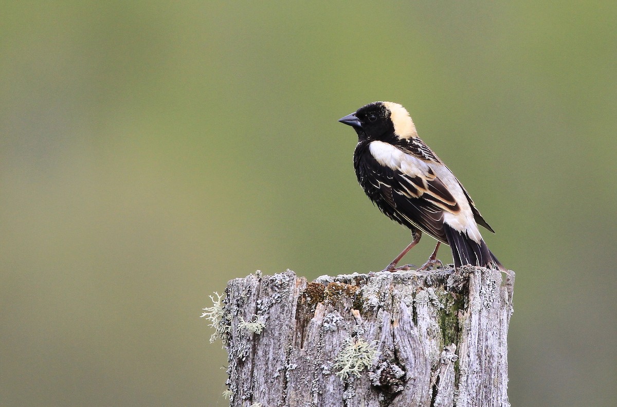 bobolink americký - ML168052401