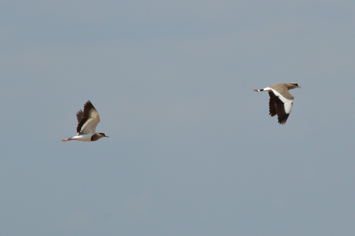 Crowned Lapwing - Karthik Thrikkadeeri