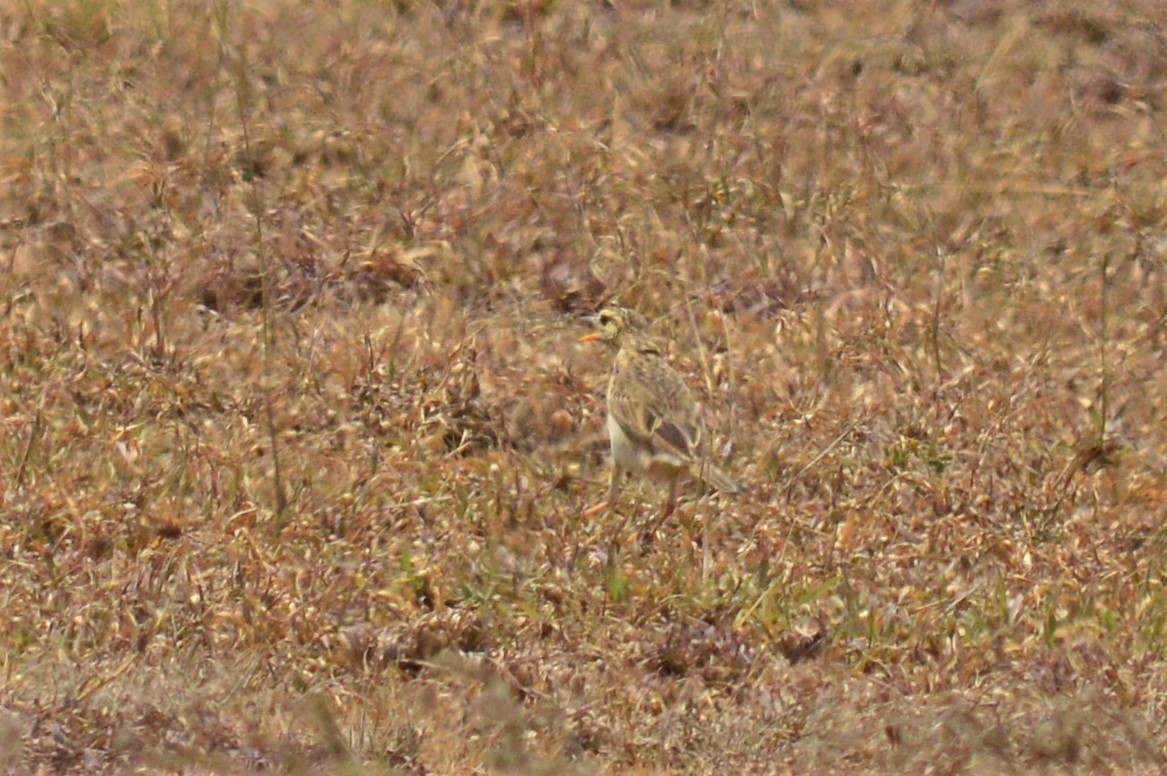 African Pipit - Karthik Thrikkadeeri