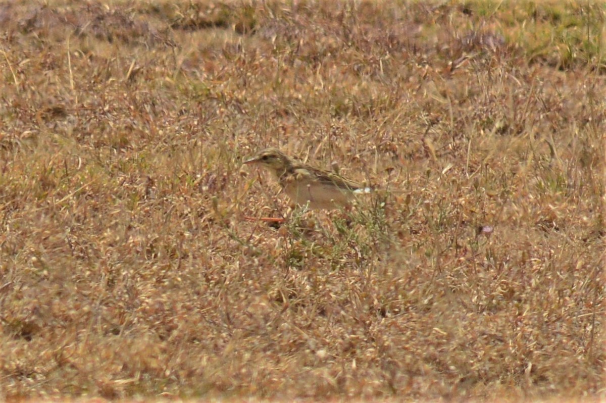 African Pipit - Karthik Thrikkadeeri