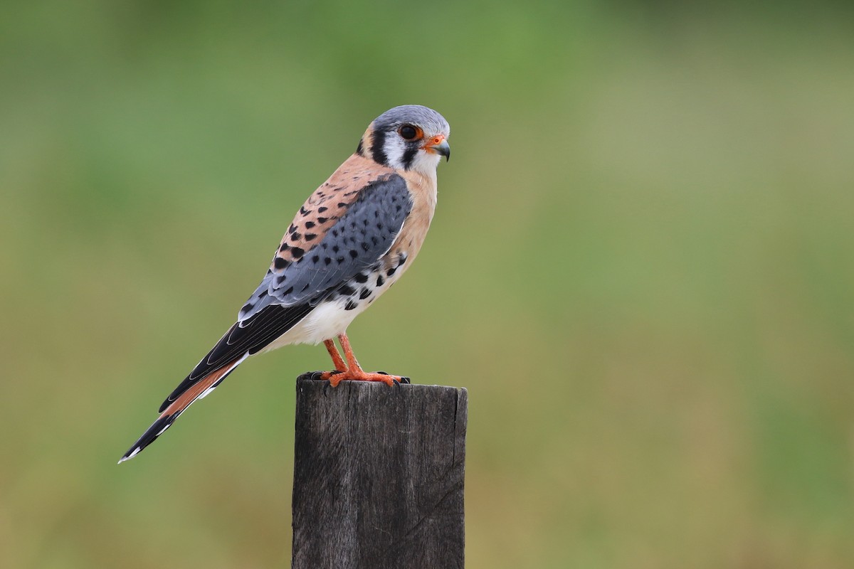 American Kestrel (South American) - Alan Henry