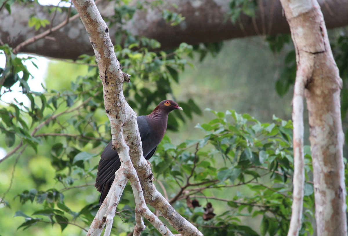 Scaly-naped Pigeon - Luis Sanoguet