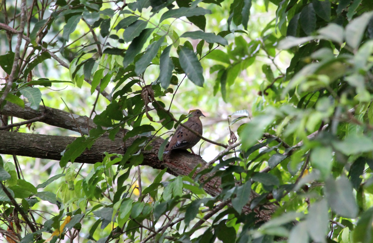 Zenaida Dove - ML168059481