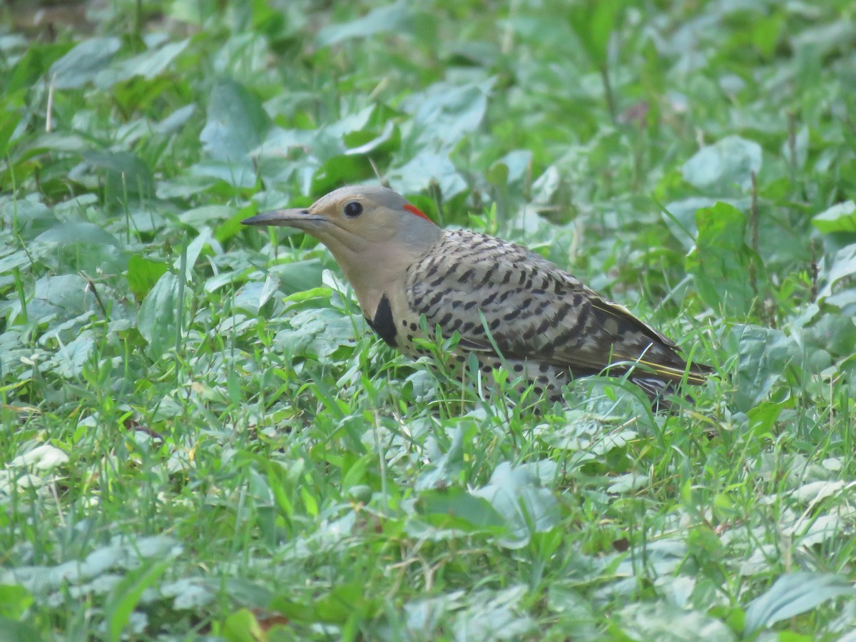 Northern Flicker - Candice Lowther