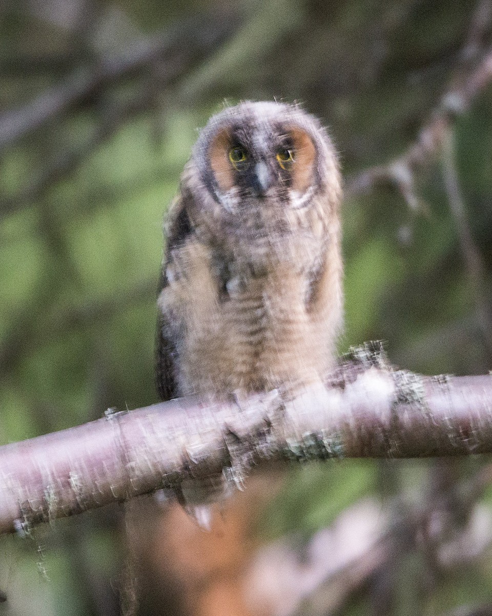 Long-eared Owl - ML168060851