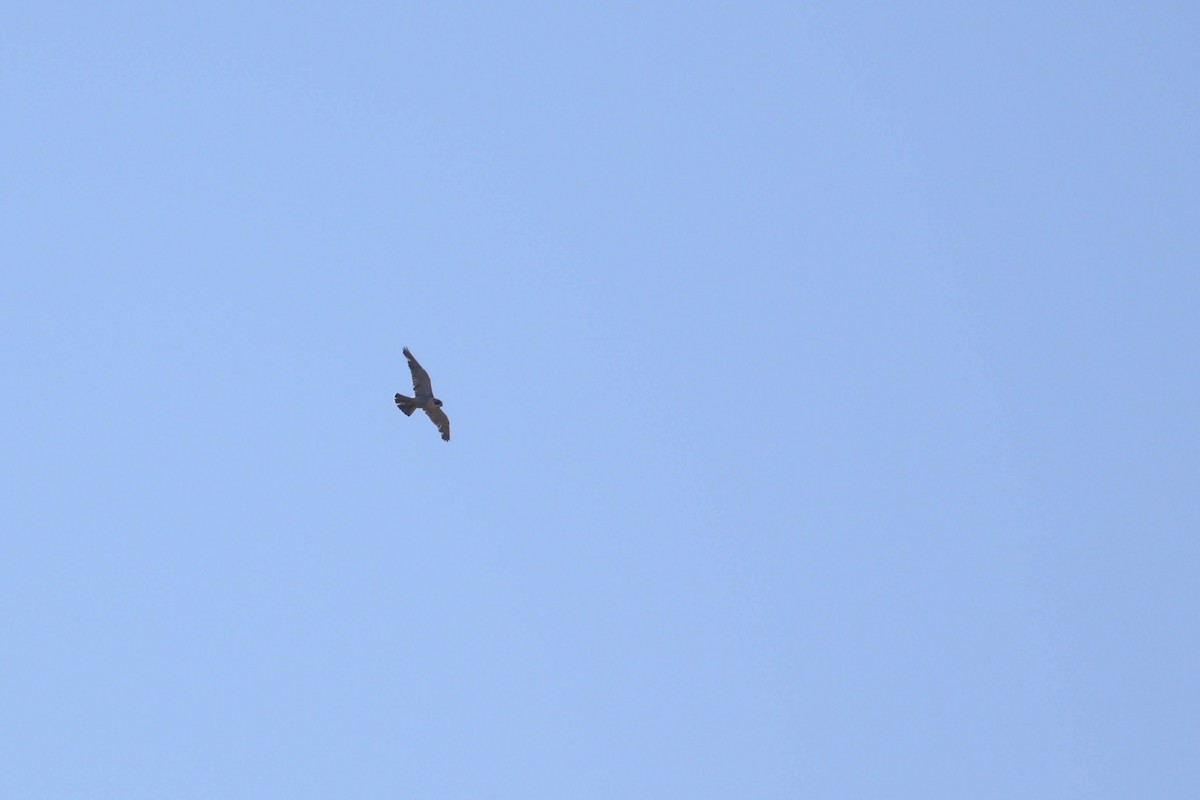 Peregrine Falcon - ML168062701