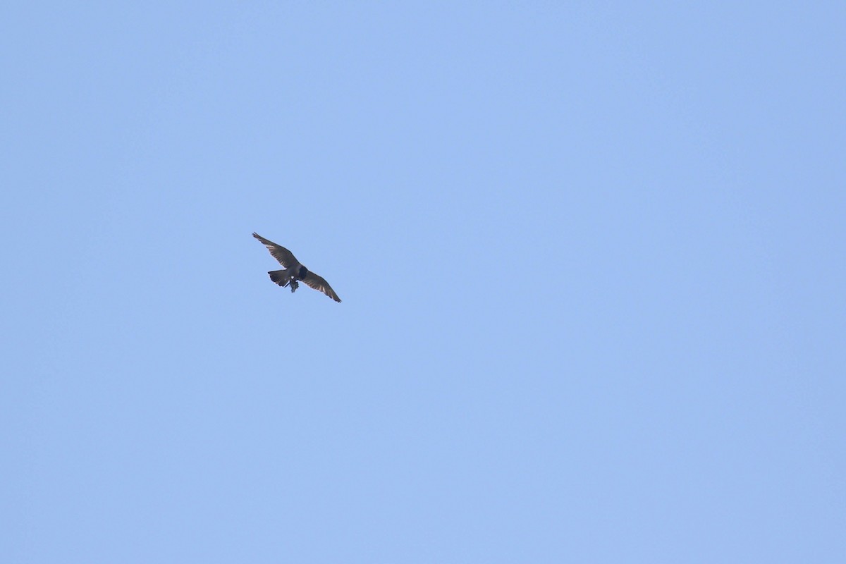 Peregrine Falcon - ML168062711