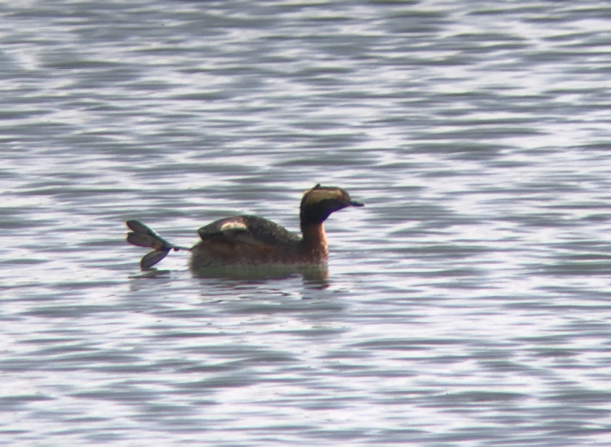 Horned Grebe - ML168063021